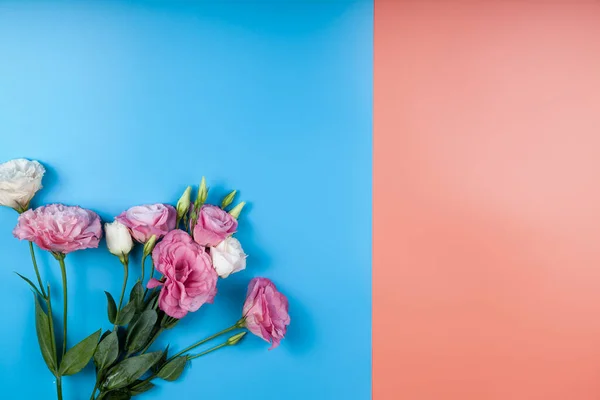 Blommor Rosa Och Blã Bakgrund Vackra Eustomas Plats För Din — Stockfoto