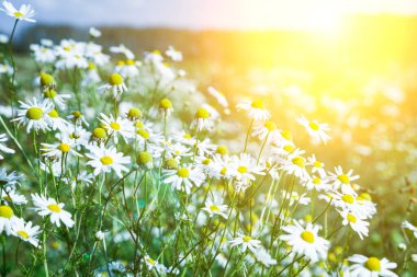 Tarlada beyaz papatyalar. Güzel yaz manzarası.