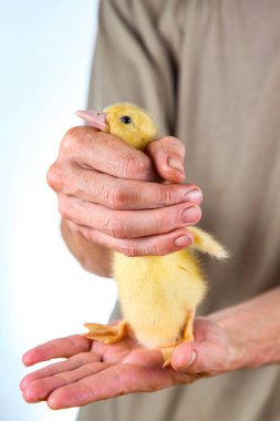 Küçük sarı ördek bir çiftçinin ellerinde.