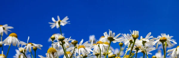 Margherite Bianche Contro Cielo Blu Paesaggio Estivo Calmo Banner — Foto Stock