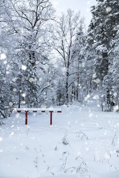 Зимний Лес Снегопаде Красивый Пейзаж — стоковое фото