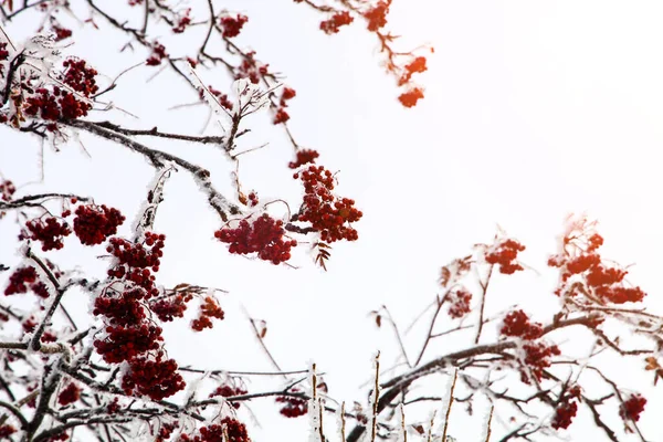 Branches Red Rowan Winter Day — Stock Photo, Image
