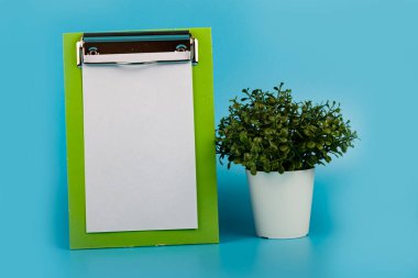 Kapalı alan çiçekleri ve mavi arka planda bir karatahta. Kapalı çiçek bakımı.