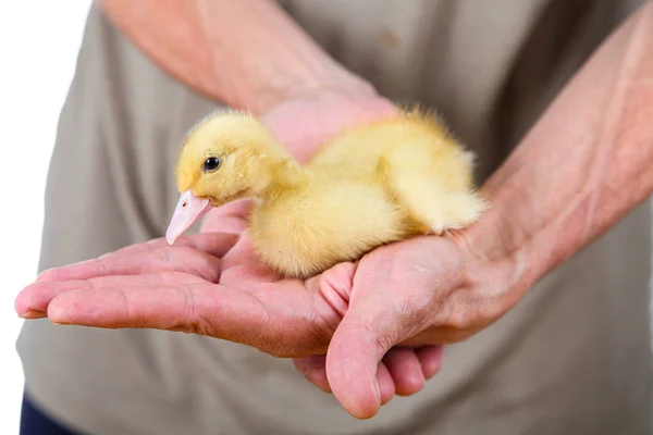 Küçük Sarı Ördek Bir Çiftçinin Ellerinde — Stok fotoğraf