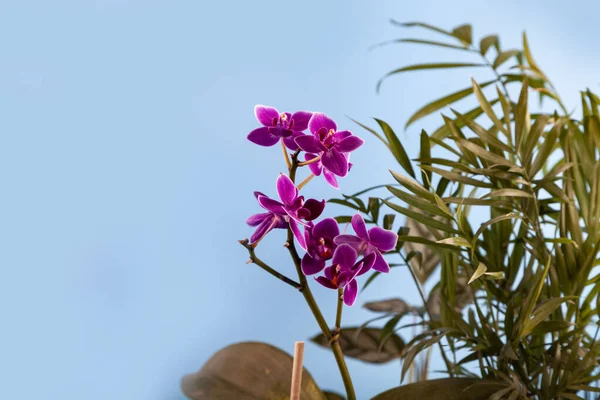 Flores Interiores Diferentes Fundo Azul Protecção Das Plantas — Fotografia de Stock