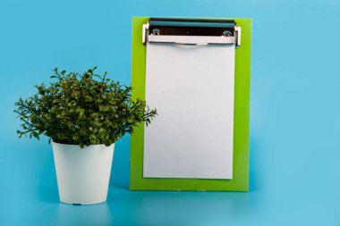 Kapalı alan çiçekleri ve mavi arka planda bir karatahta. Kapalı çiçek bakımı.