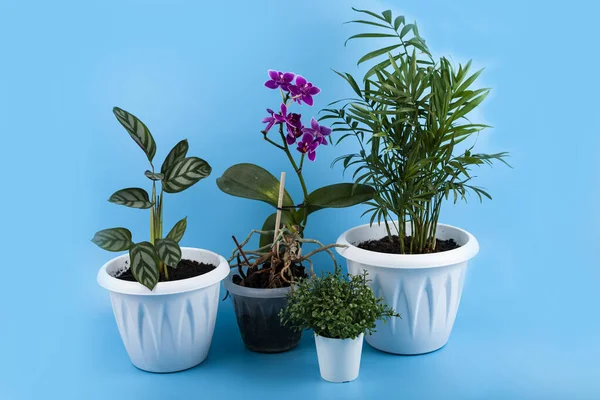 Diferentes Flores Interiores Sobre Fondo Azul Cuidado Plantas — Foto de Stock