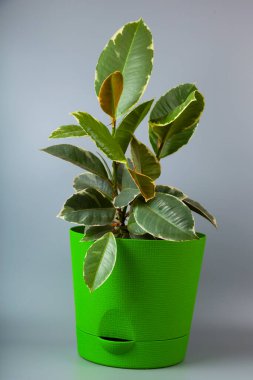 Gri arka planda kapalı bir çiçek. Ficus Lastik.