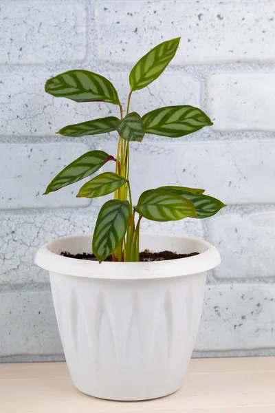 Indoor Flower Gray Background Calathea — Stock Photo, Image