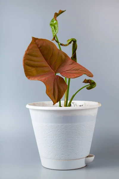 Indoor Flower Gray Background Syngonium Pink Neon — Stock Photo, Image