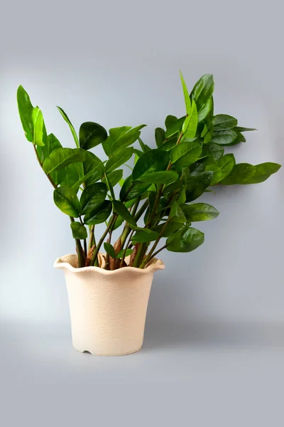 Innendørsblomst Grå Bakgrunn Zamioculcas – stockfoto