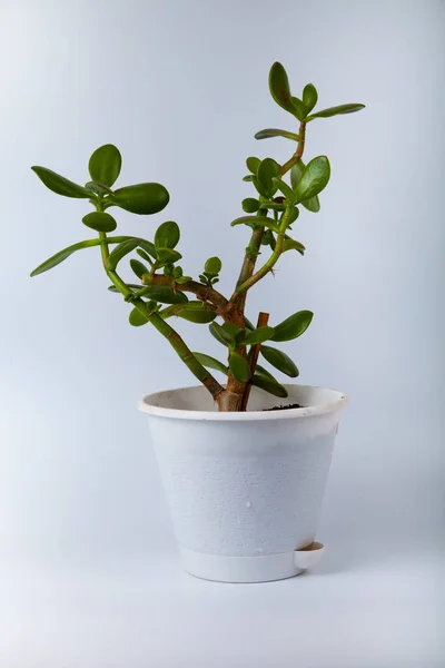 Indoor Flower Gray Background Crassula — Stock Photo, Image