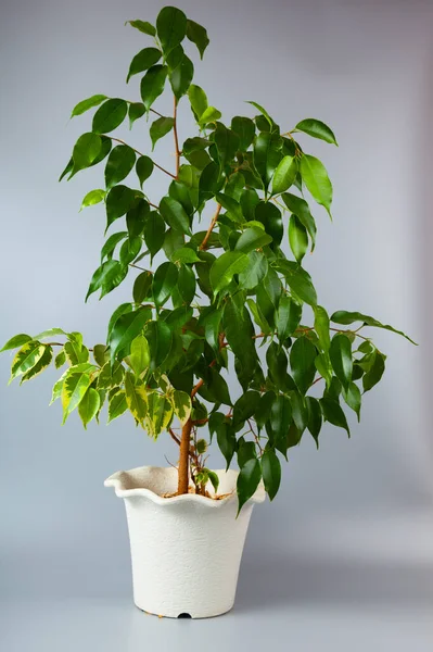 Indoor Flower Gray Background Ficus Benjamin — Stock Photo, Image