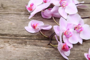 Pembe orkide (Phalaenopsis ) 