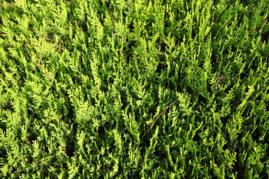 yeşil çiçek arkaplanı