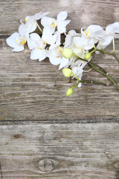 White orchid(Phalaenopsis) — Stock Photo, Image