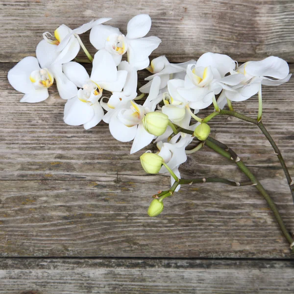 White orchid(Phalaenopsis) — Stock Photo, Image