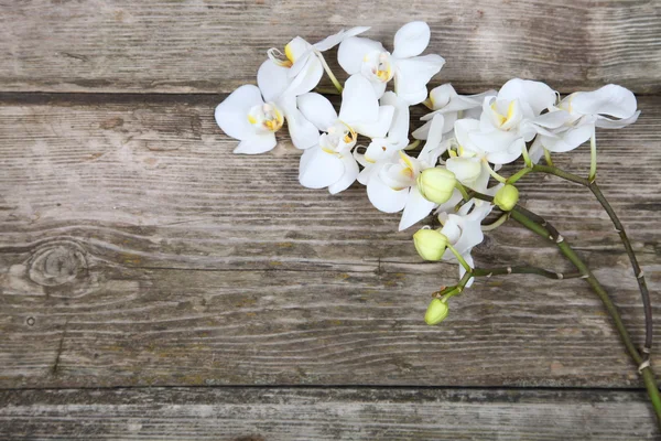 White orchid(Phalaenopsis) — Stock Photo, Image