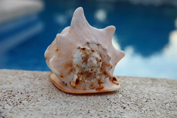 Shell near the pool — Stock Photo, Image