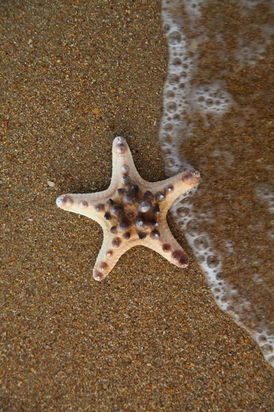 Zeester op het zand — Stockfoto