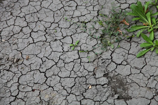 La plante pousse dans un sol sec — Photo