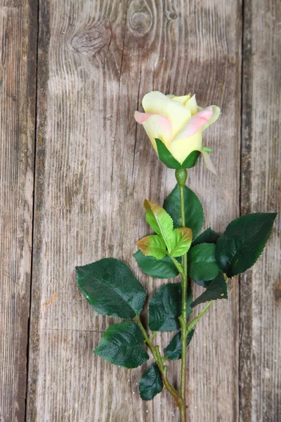 Bella rosa su uno sfondo di legno — Foto Stock