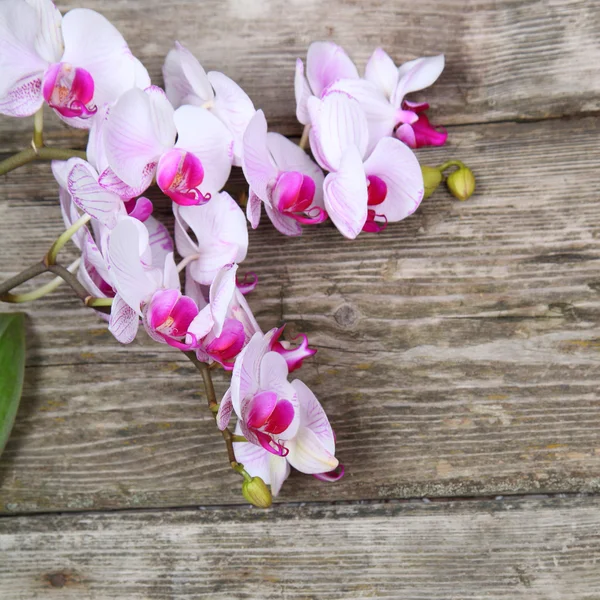 Pink orchid(Phalaenopsis ) — Stock Photo, Image