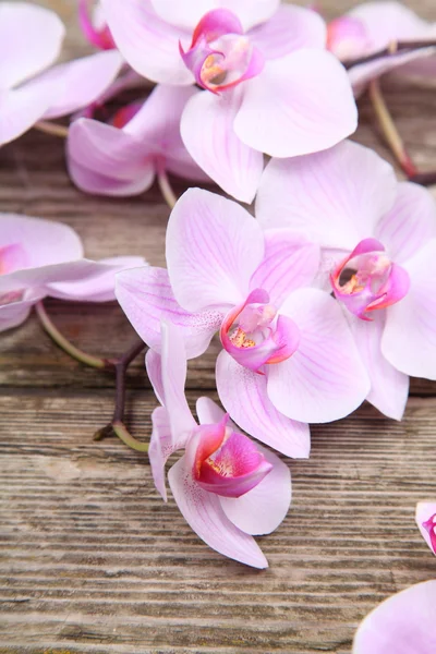 Pink orchid(Phalaenopsis ) — Stock Photo, Image