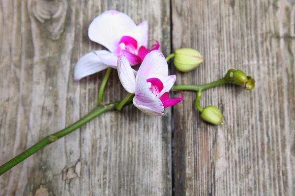 Pink orchid(Phalaenopsis ) — Stock Photo, Image