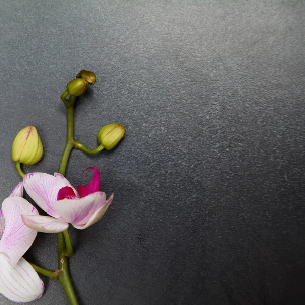 (Phalaenopsis orchideje ) — Stock fotografie