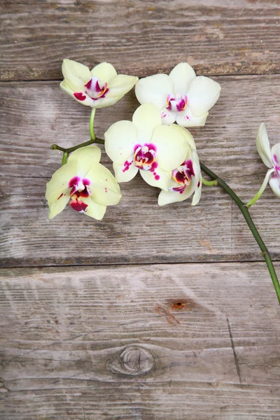 Yellow orchid(Phalaenopsis ) — 图库照片