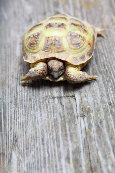 Schildkröte — Stockfoto