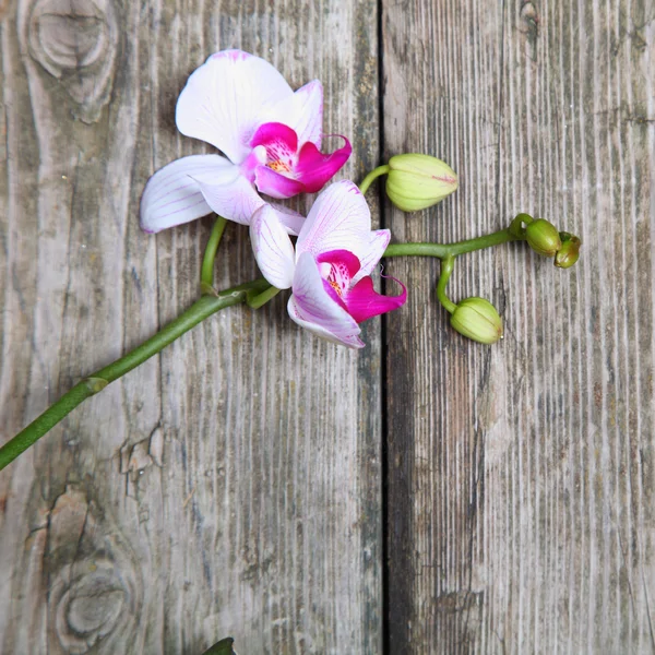 ハワイピンクの蘭 (胡蝶蘭 ) — ストック写真