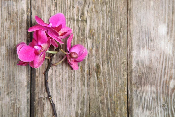 Ροζ ορχιδέα (Phalaenopsis ) — Φωτογραφία Αρχείου