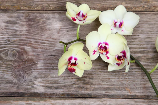 Yellow orchid(Phalaenopsis ) — ストック写真