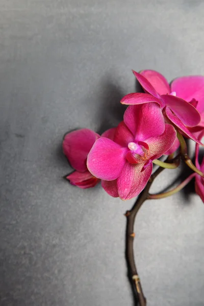 Orchidea (phalaenopsis  ) — Foto Stock