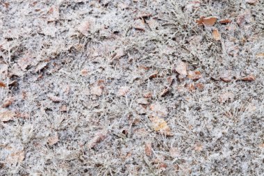 Çim ve düşen yapraklar karla kaplı