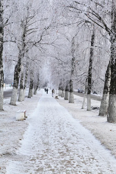 Stadtallee im Winter. — Stockfoto