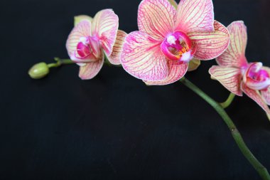 (Phalaenopsis orkide )