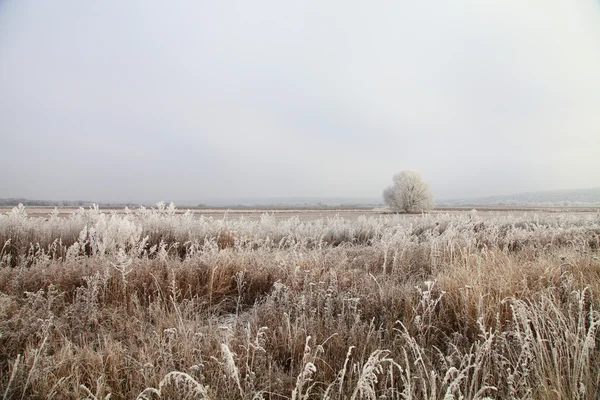 Albero solitario in un campo — Foto Stock