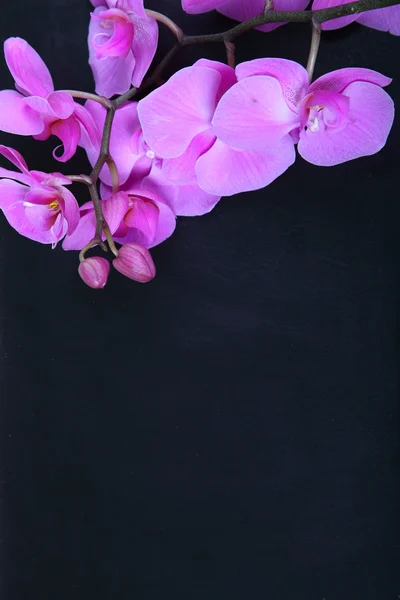 Орхидея (фаленопсис)  ) — стоковое фото