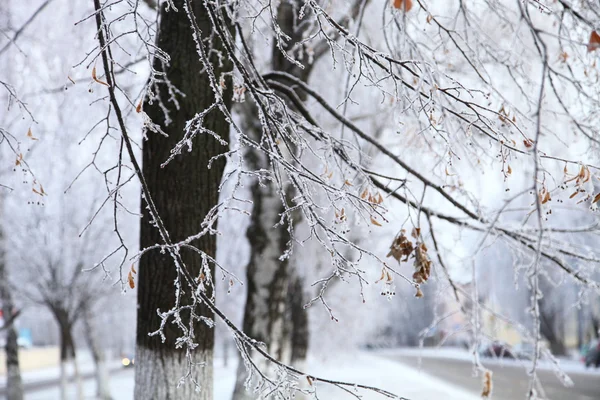 Rami d'albero ricoperti di gelo. — Foto Stock