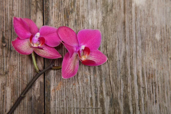 Orchid (Phalaenopsis ) — Stock Photo, Image