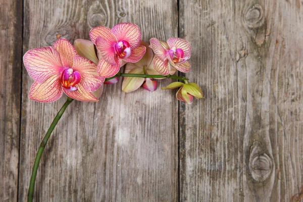 Orchid (Phalaenopsis ) — Stock Photo, Image