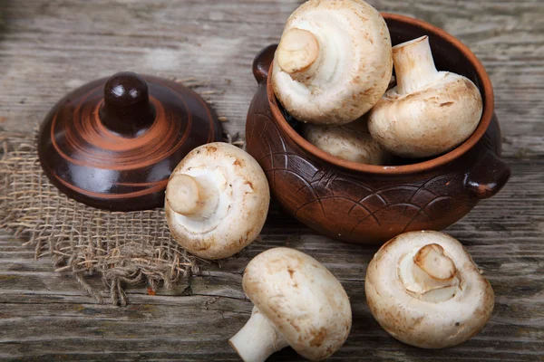 Mushrooms — Stock Photo, Image