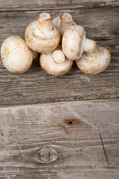 Funghi — Foto Stock