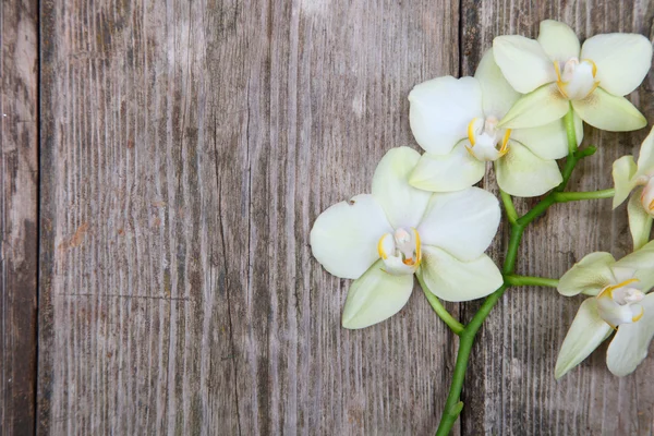 Orchid (Phalaenopsis ) — Stock Photo, Image