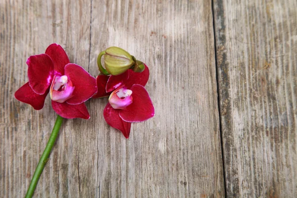 Orchid on a wooden background — Stock Photo, Image