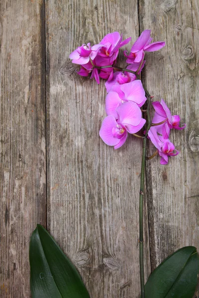 Orchid on a wooden background — Stock Photo, Image