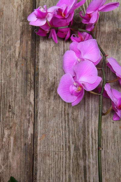 Orchid on a wooden background — Stock Photo, Image